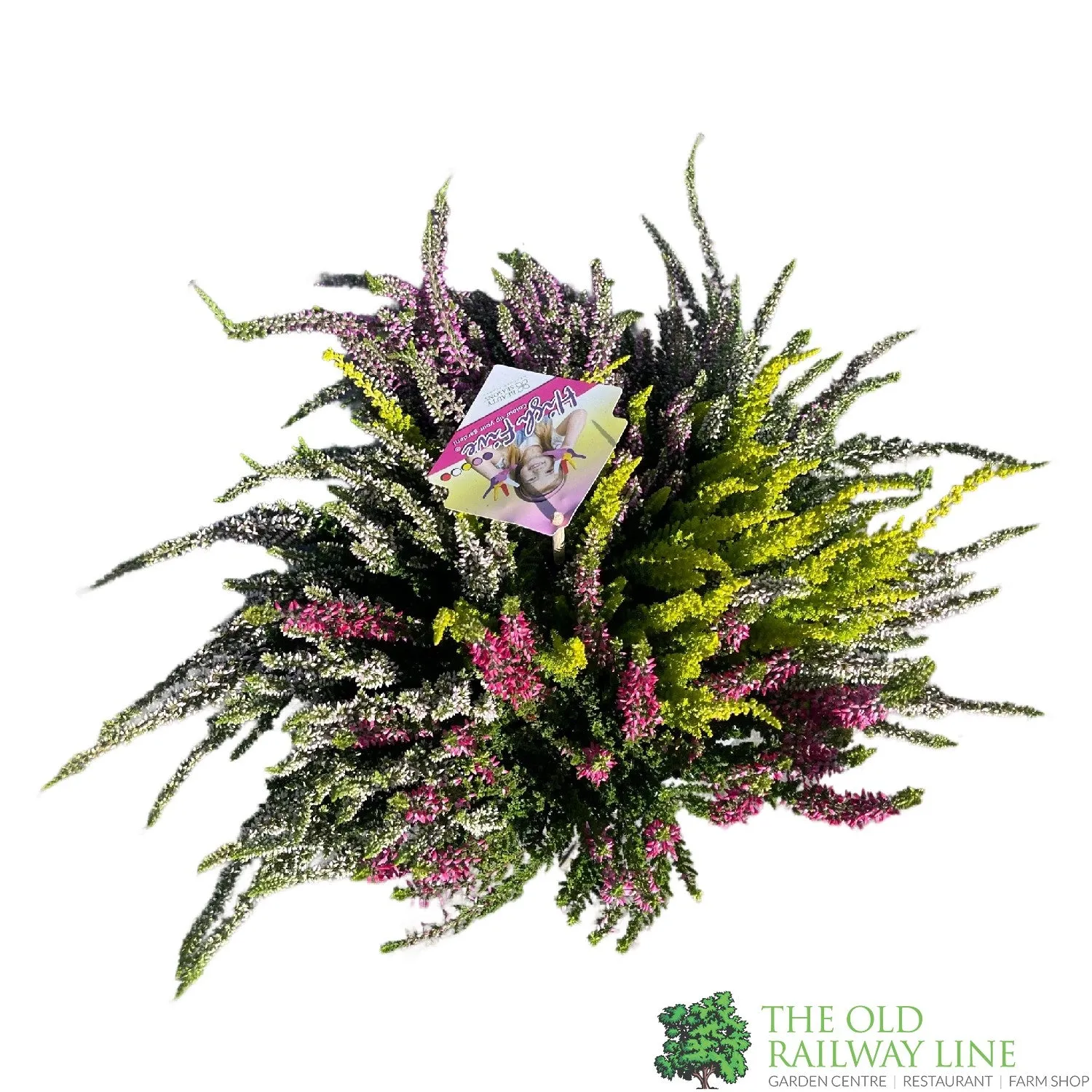 Calluna vulgaris (Beauty Ladies) Trio Bowl 23cm Pot