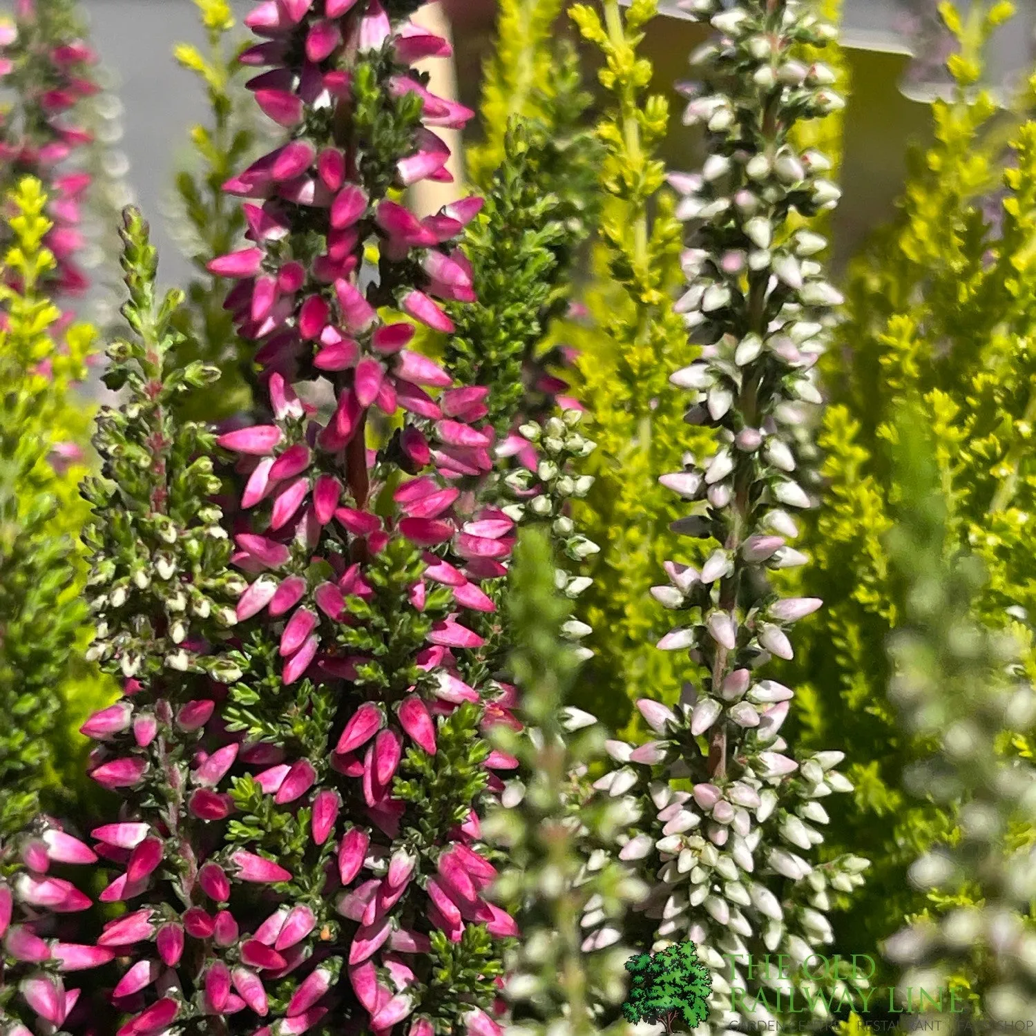 Calluna vulgaris (Beauty Ladies) Trio Bowl 23cm Pot