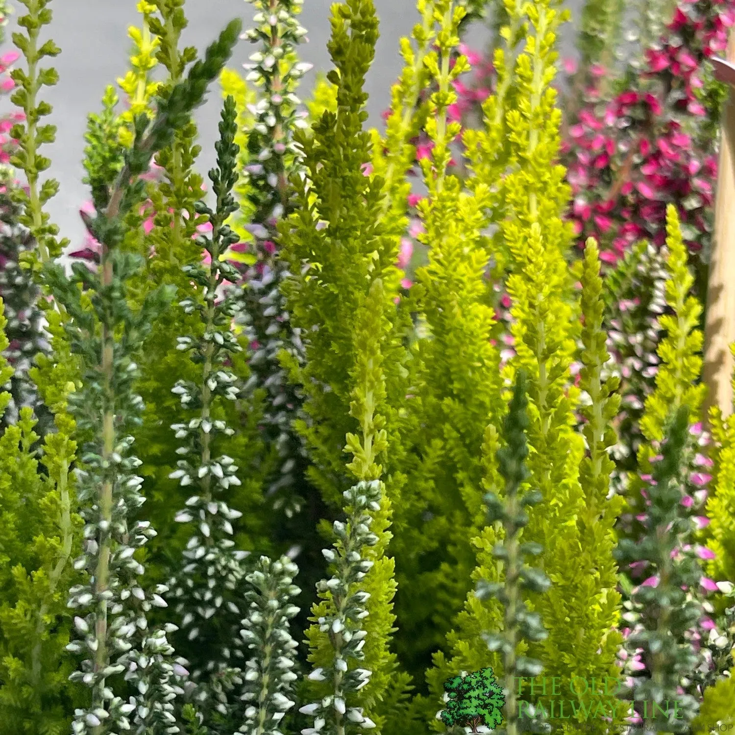 Calluna vulgaris (Beauty Ladies) Trio Bowl 23cm Pot