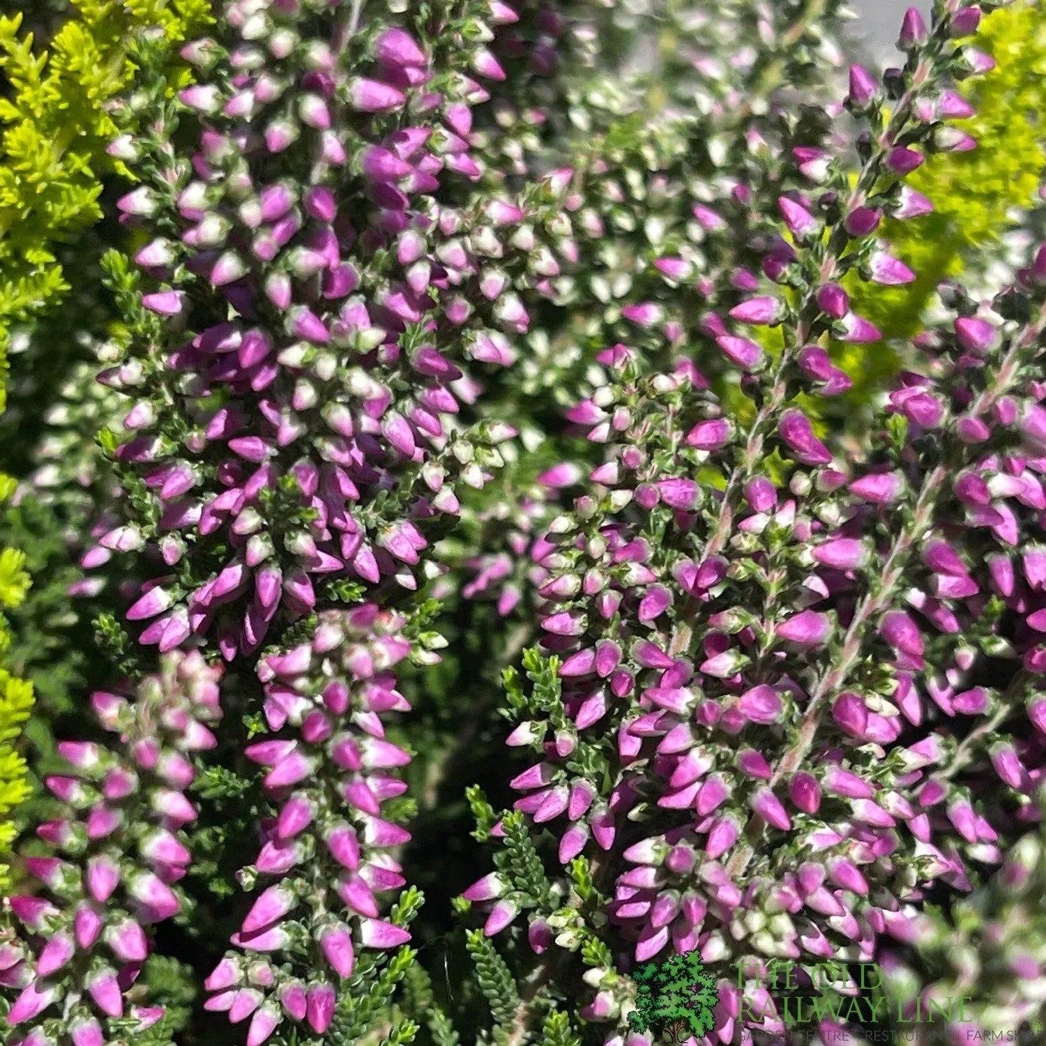 Calluna vulgaris (Beauty Ladies) Trio Bowl 23cm Pot
